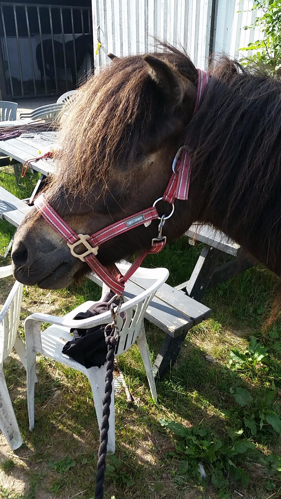 Islænder Vinur fra Dejbjerg  billede 10