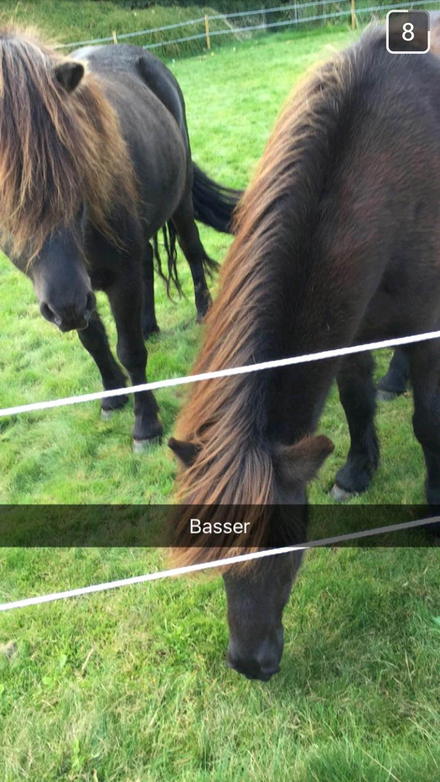 Islænder Vinur fra Dejbjerg  billede 11