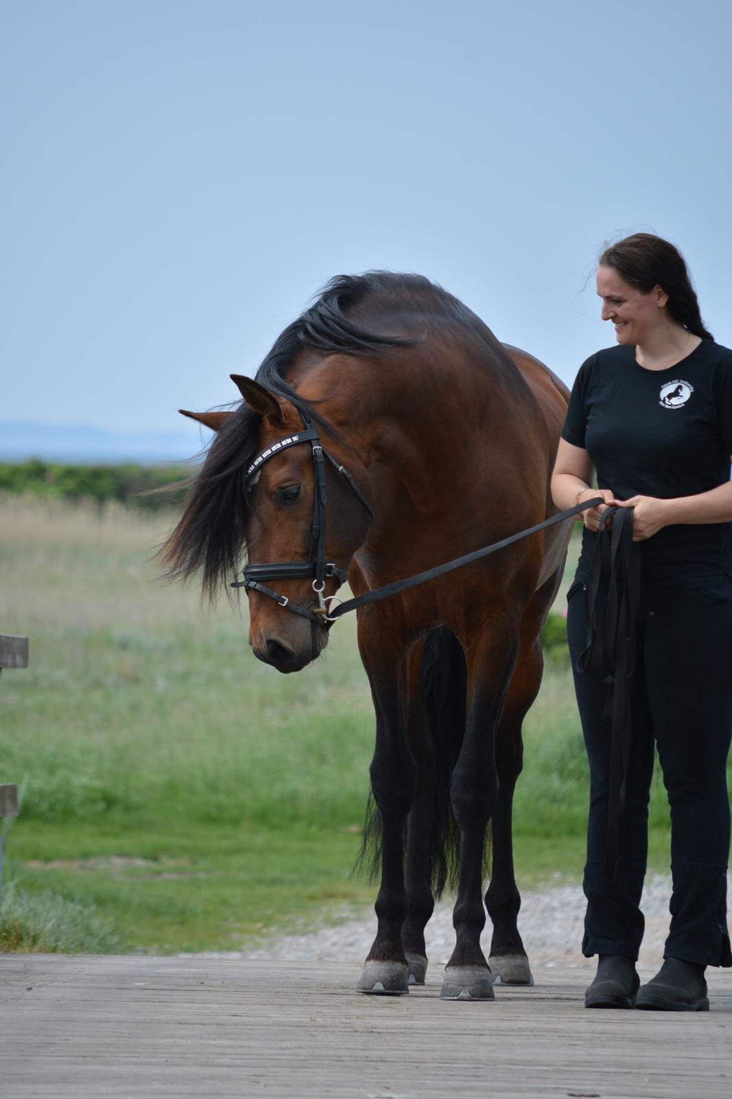 Pura Raza Española Teofilo Z billede 1