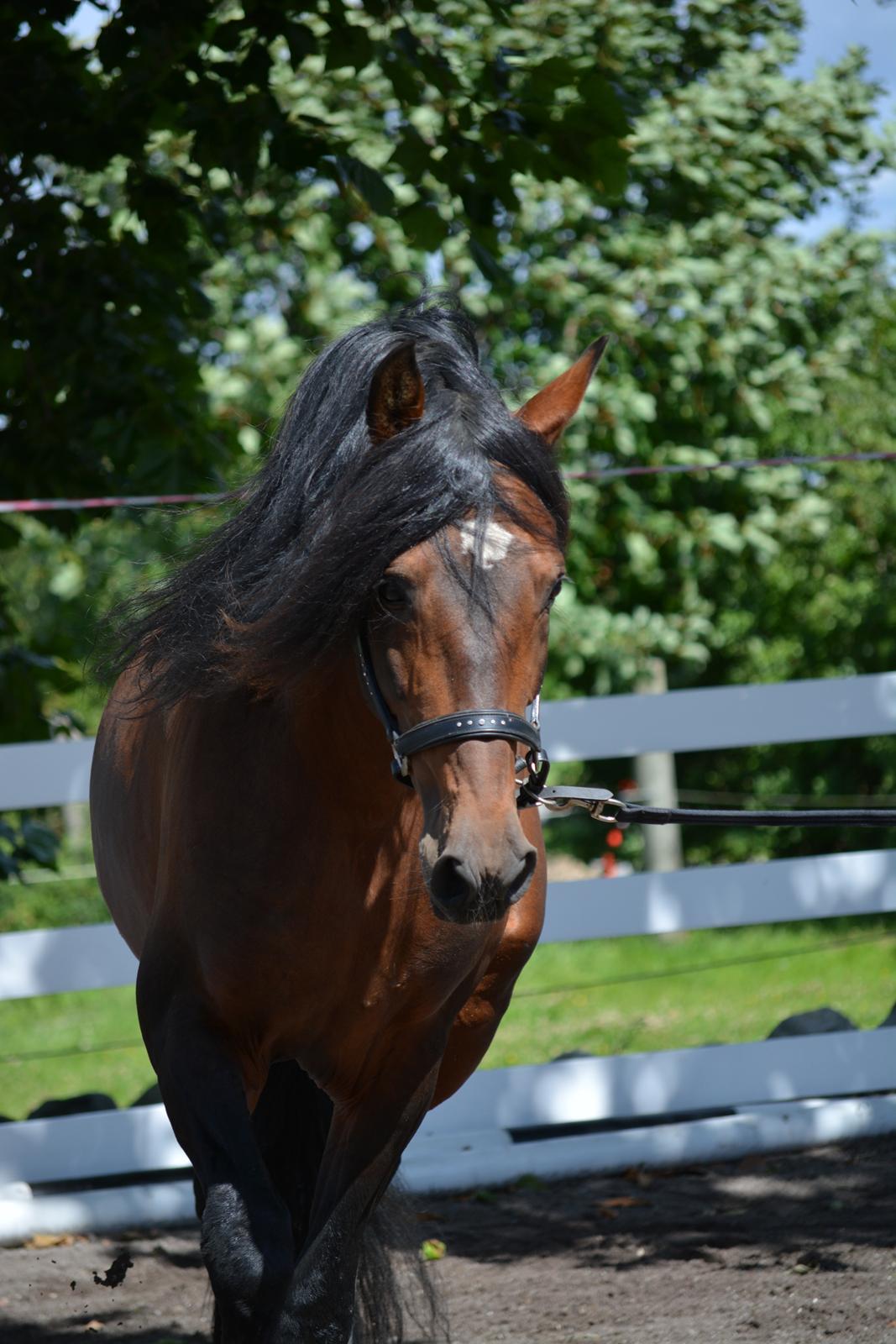 Pura Raza Española Teofilo Z billede 2