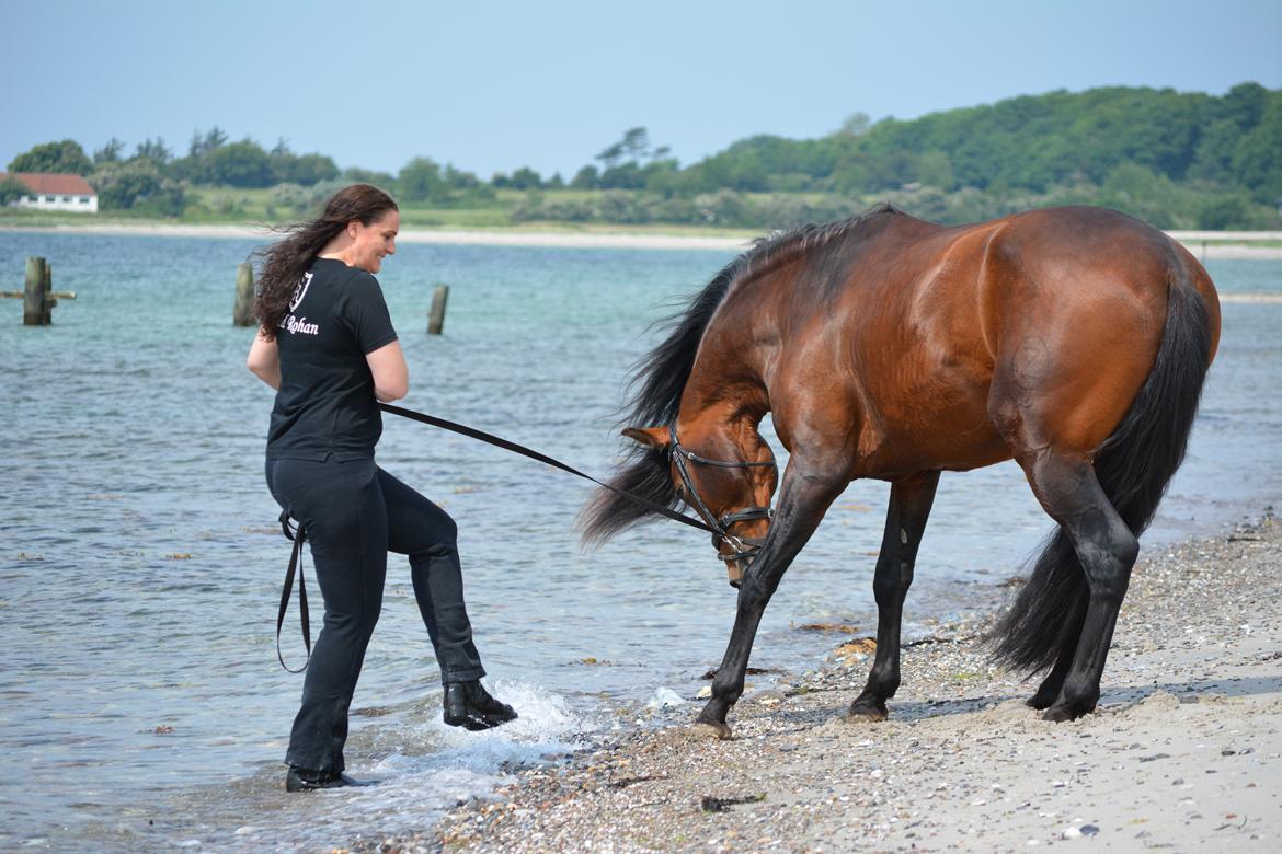 Pura Raza Española Teofilo Z billede 3