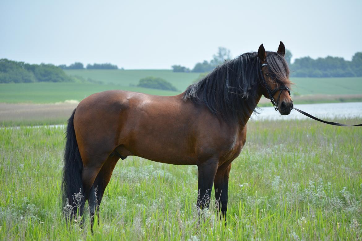 Pura Raza Española Teofilo Z billede 4