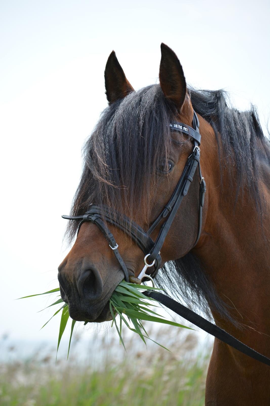 Pura Raza Española Teofilo Z billede 5