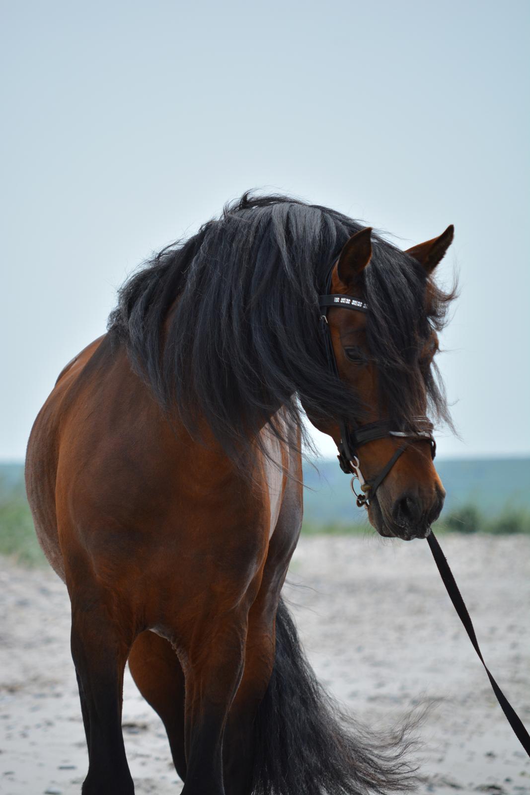 Pura Raza Española Teofilo Z billede 6