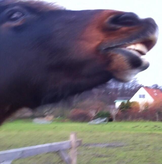 Anden særlig race Lotte RIP Min smukke pige billede 14