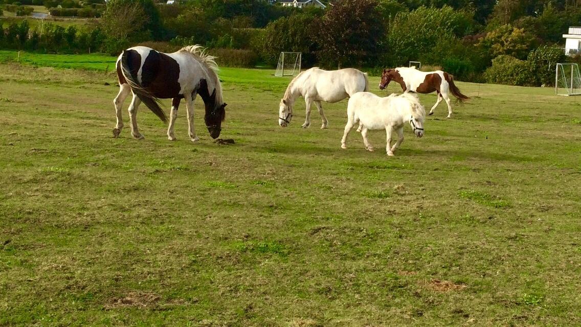 Anden særlig race Lotte RIP Min smukke pige billede 17
