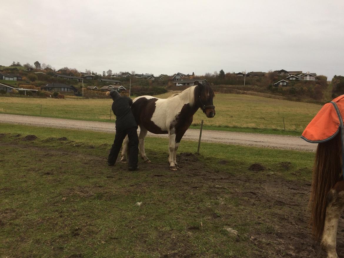 Anden særlig race Lotte RIP Min smukke pige billede 16