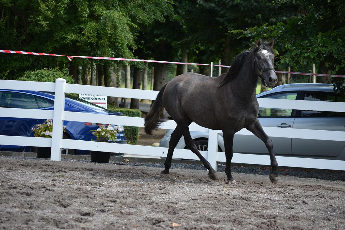 Pura Raza Española Rohans Melian billede 1