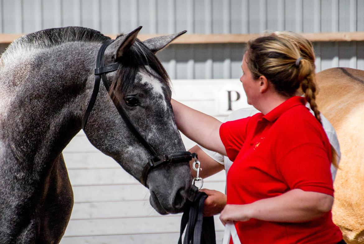 Pura Raza Española Rohans Melian billede 2