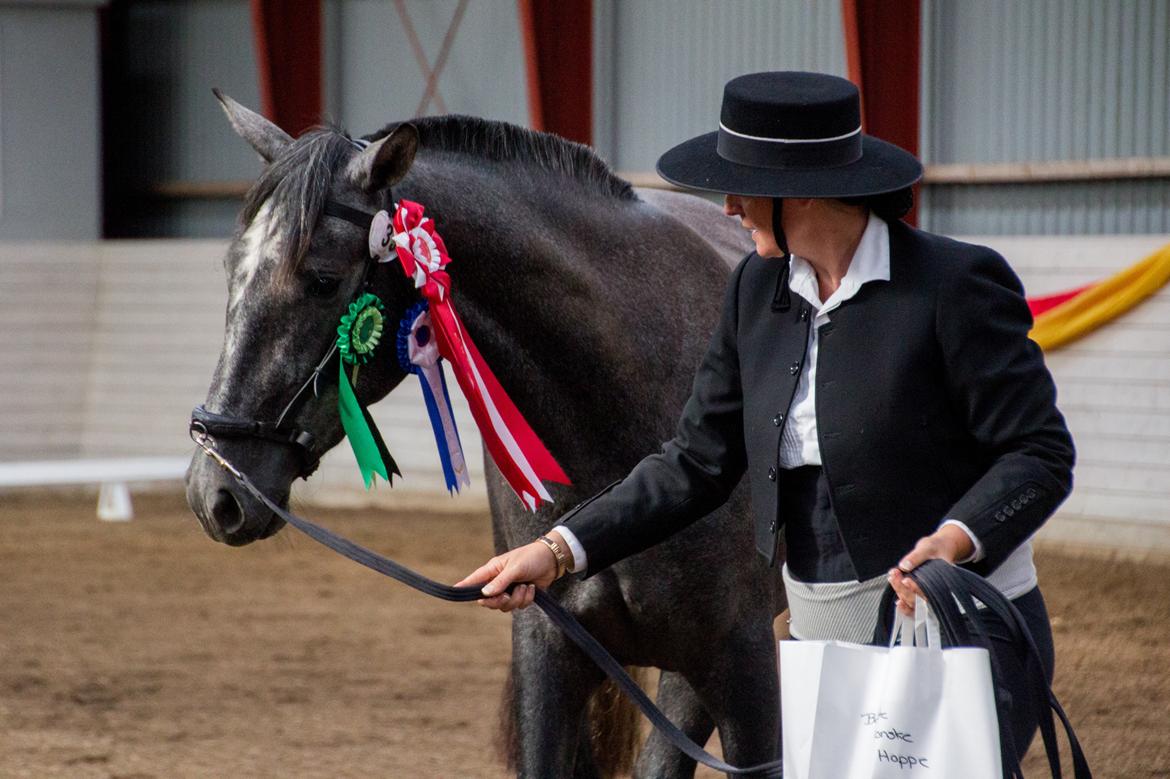 Pura Raza Española Rohans Melian billede 3