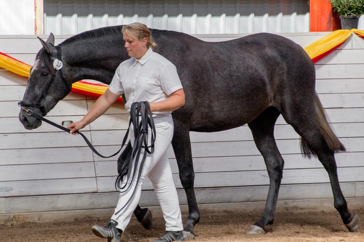 Pura Raza Española Rohans Melian billede 5