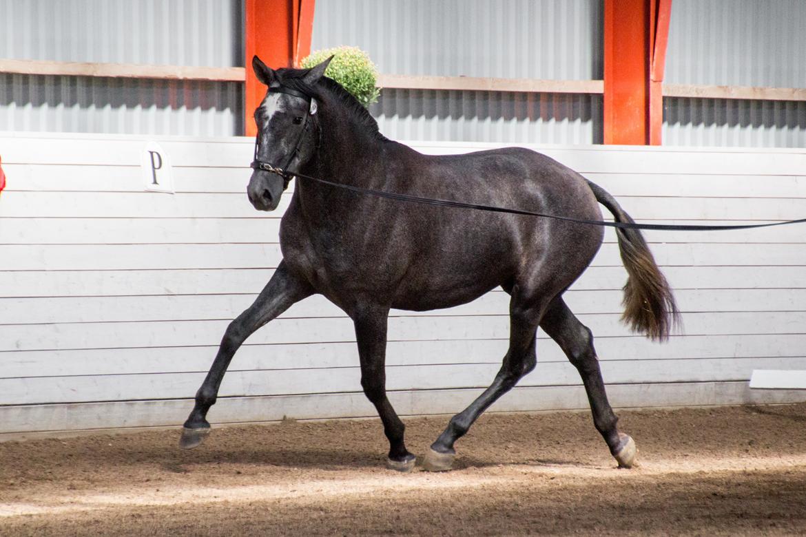 Pura Raza Española Rohans Melian billede 6