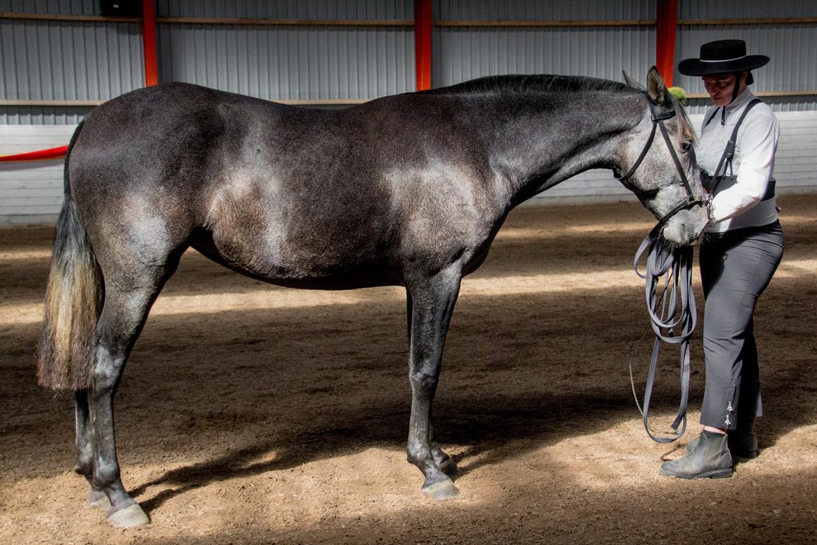 Pura Raza Española Rohans Melian billede 7