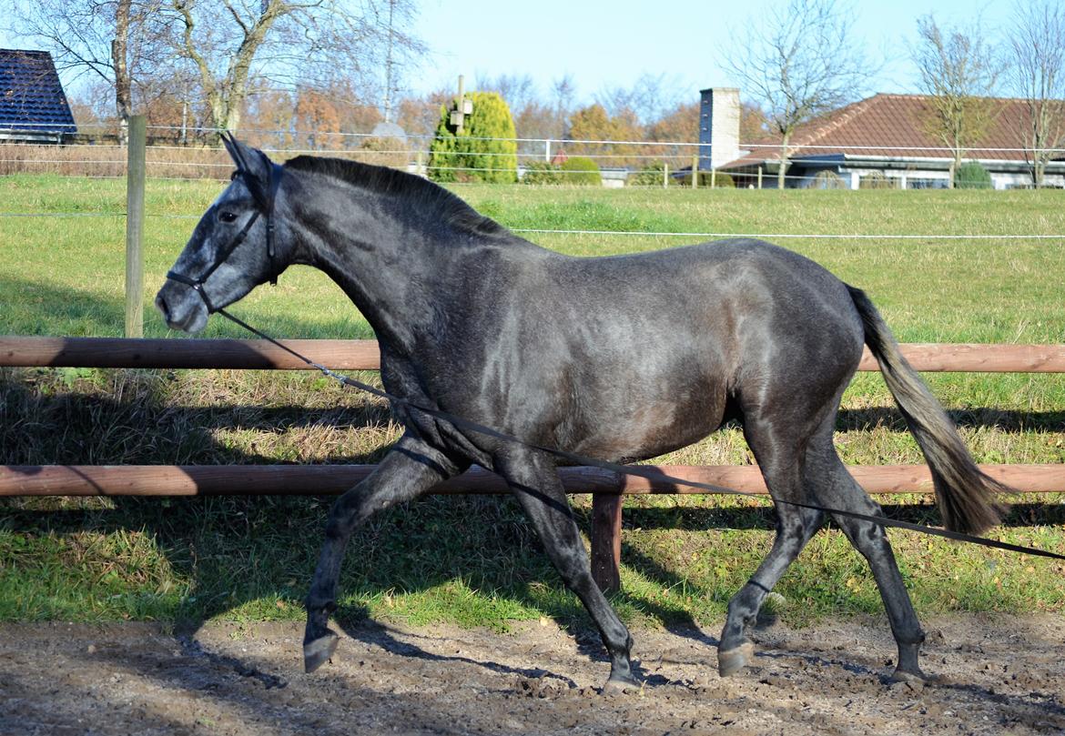 Pura Raza Española Rohans Melian billede 9