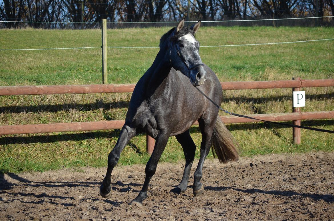 Pura Raza Española Rohans Melian billede 8