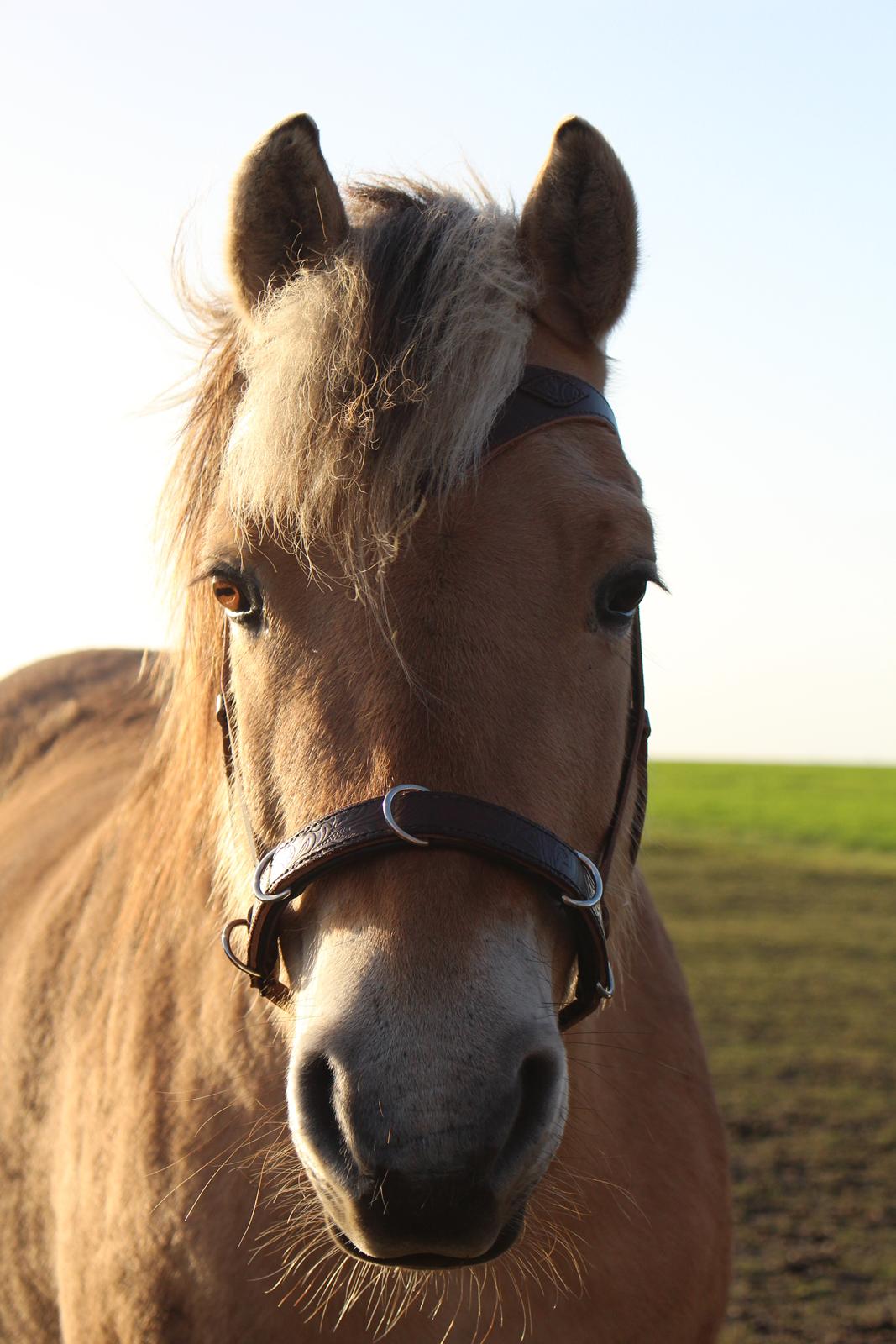 Fjordhest Lindelys Freja (Pony) billede 4