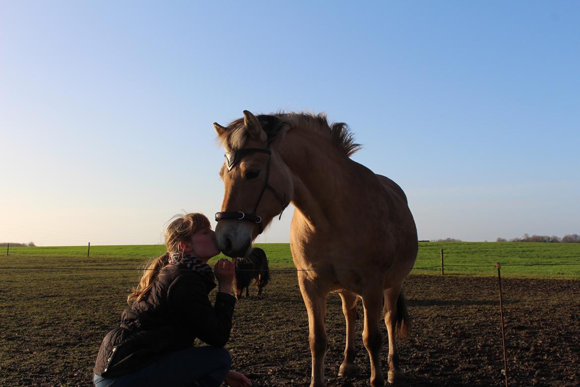 Fjordhest Lindelys Freja (Pony) billede 19