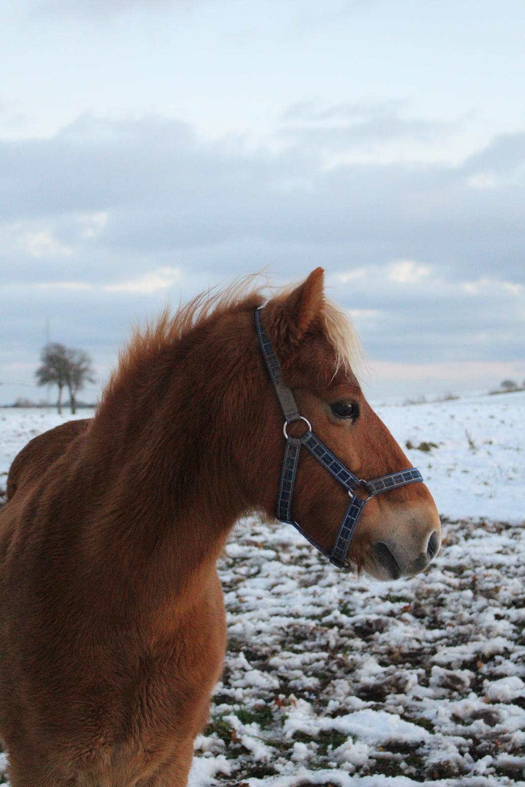 Gotlandsruss Prins (Fantom M) billede 7