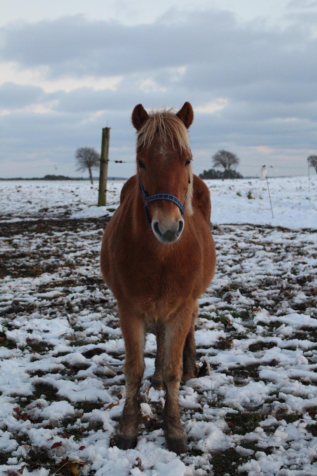 Gotlandsruss Prins (Fantom M) - Kan man andet end at smelte indeni ved synet af ham her?  billede 2