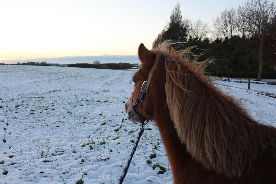 Gotlandsruss Prins (Fantom M) - Prinsens første gåtur på marken hos os. billede 8