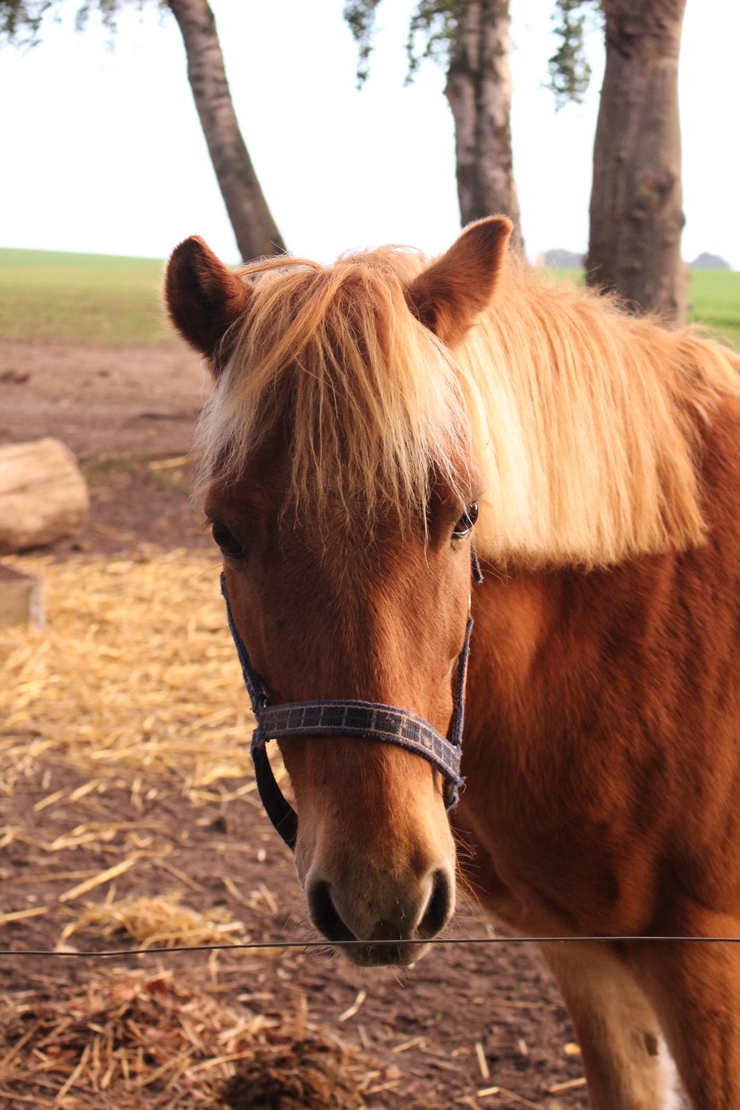Gotlandsruss Prins (Fantom M) billede 10