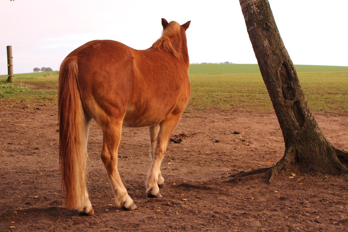 Gotlandsruss Prins (Fantom M) billede 4