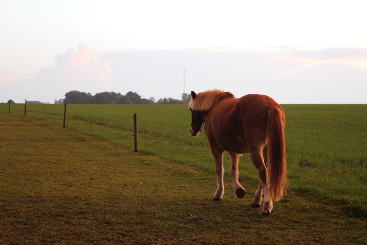 Gotlandsruss Prins (Fantom M) billede 14