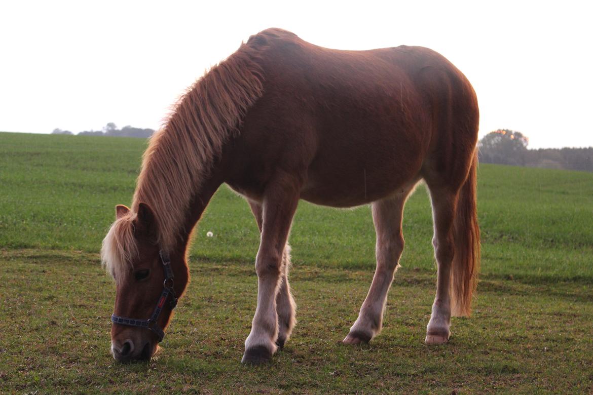 Gotlandsruss Prins (Fantom M) billede 15