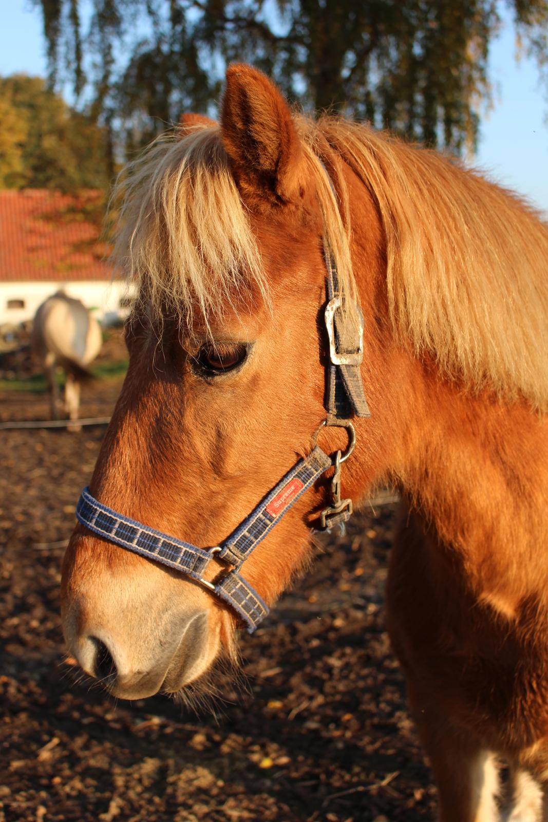 Gotlandsruss Prins (Fantom M) billede 17