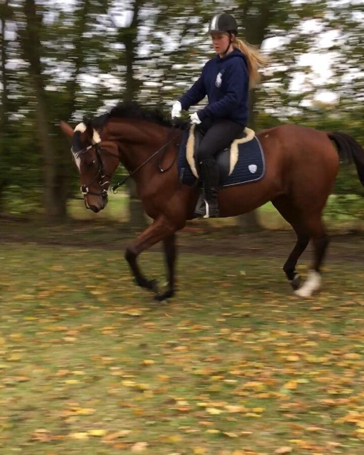 Anden særlig race Well Done (Donna) billede 1