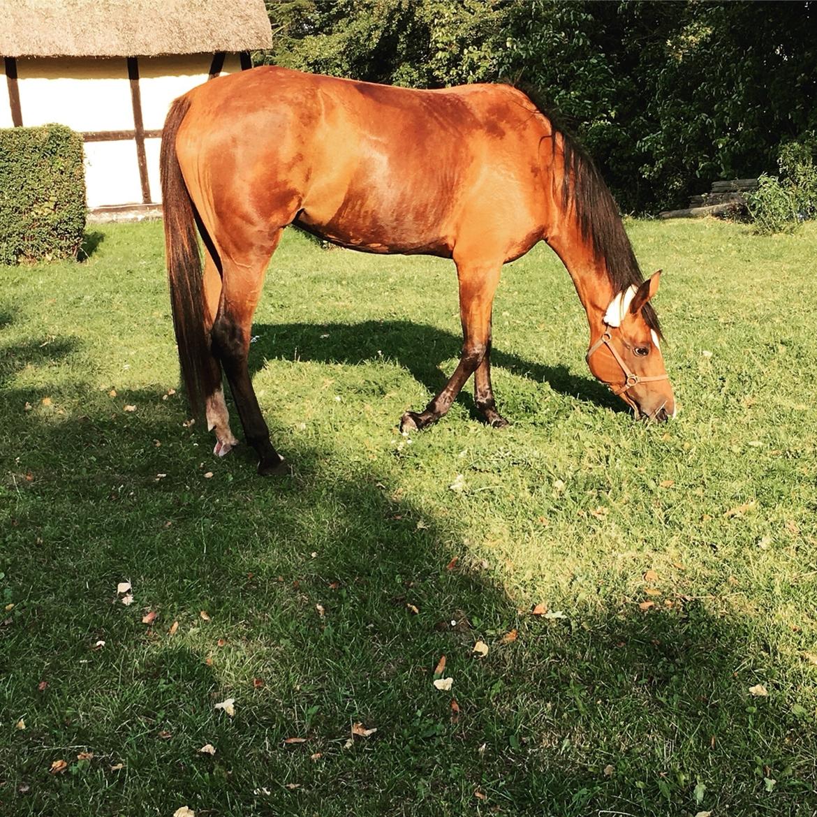 Anden særlig race Well Done (Donna) billede 2