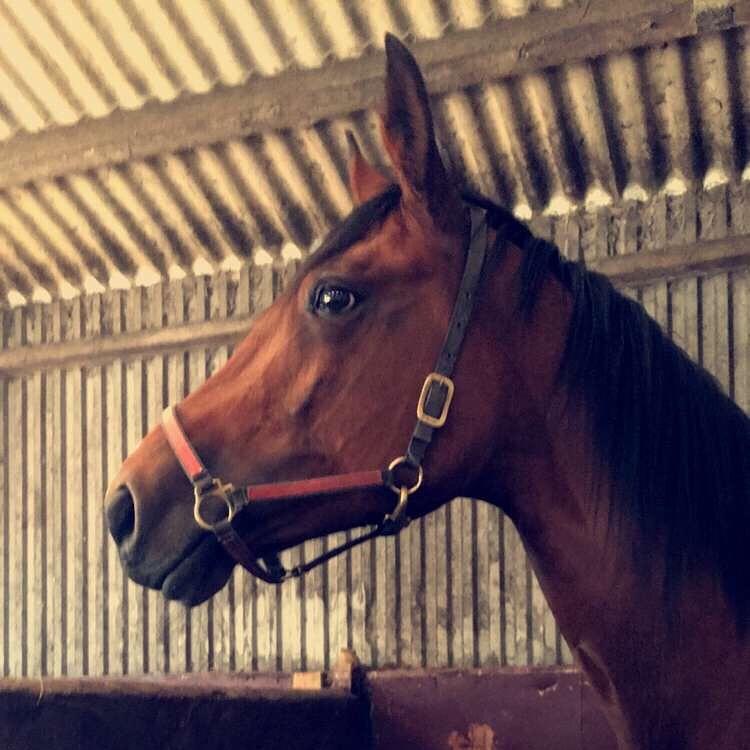 Anden særlig race Well Done (Donna) billede 5