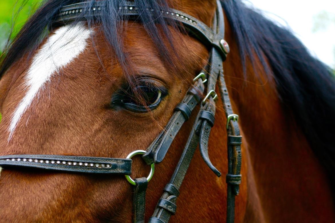 Anden særlig race Well Done (Donna) billede 7