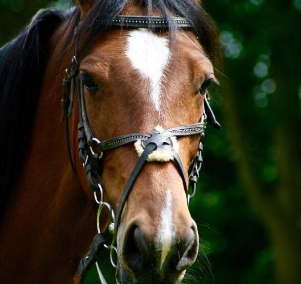 Anden særlig race Well Done (Donna) billede 6