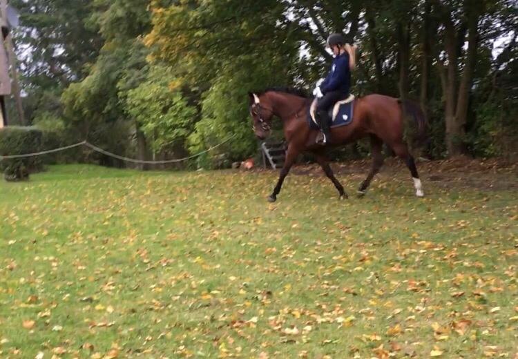 Anden særlig race Well Done (Donna) billede 8