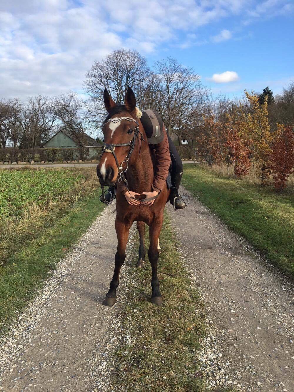 Anden særlig race Well Done (Donna) billede 11