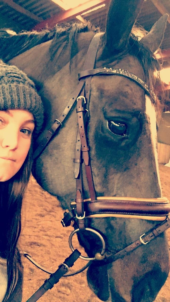 Dansk Varmblod Leana lyngkær billede 2