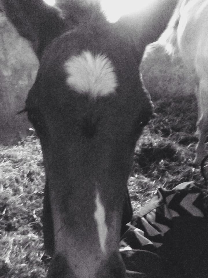 Welsh Partbred (Sec F) Midnight's Manilla billede 5