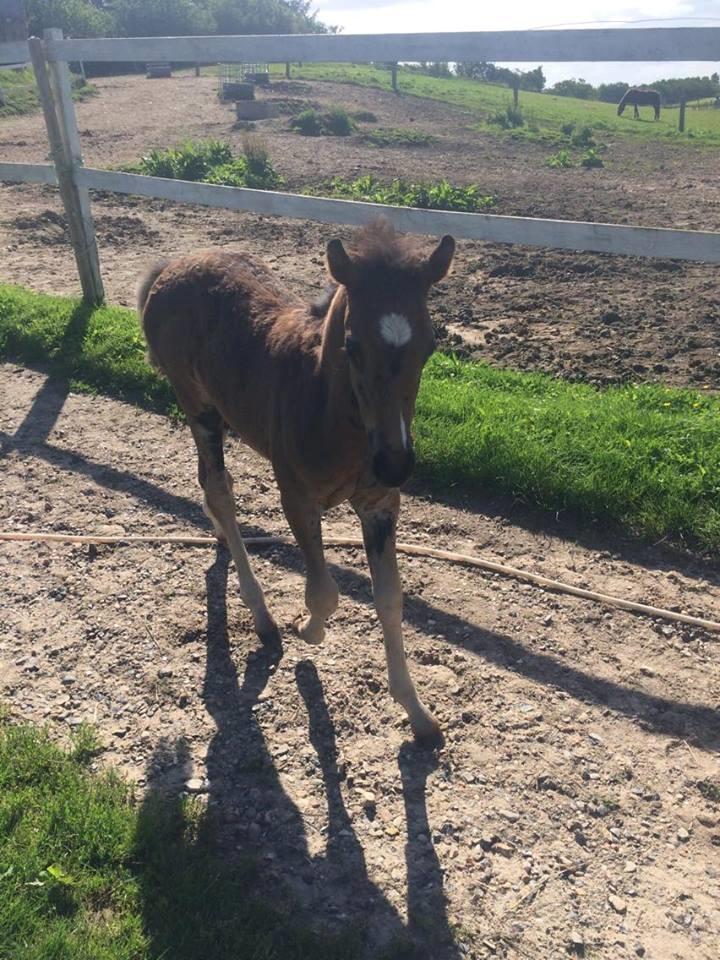 Welsh Partbred (Sec F) Midnight's Manilla billede 6