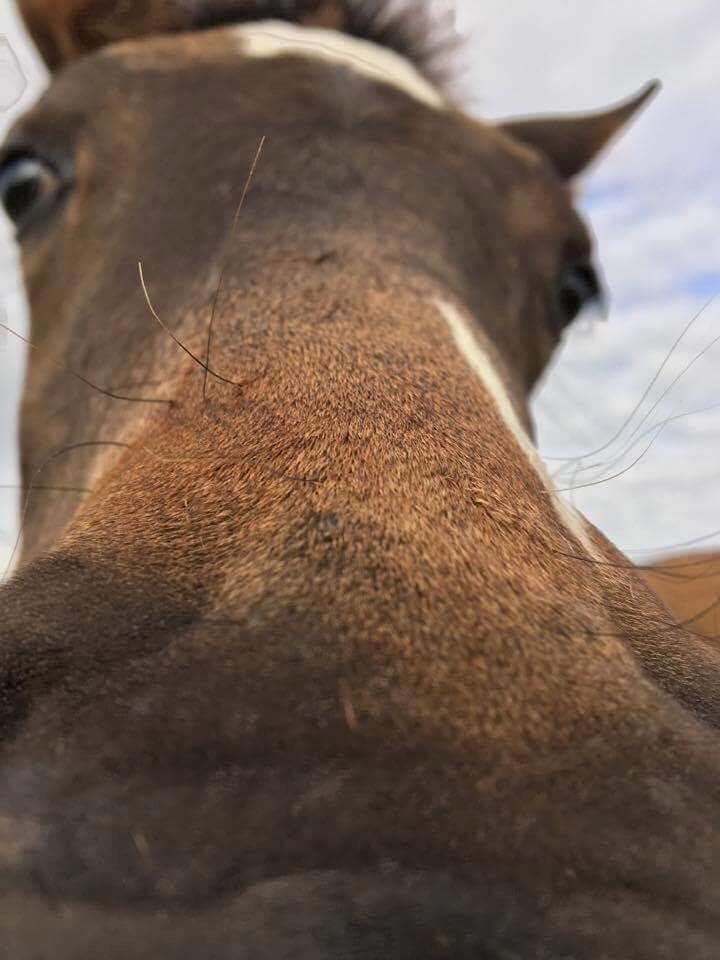 Welsh Partbred (Sec F) Midnight's Manilla - har du taget bildet billede 1