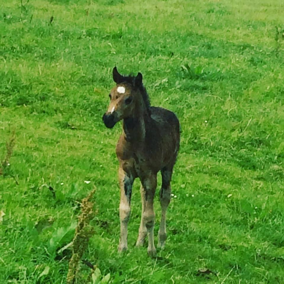 Welsh Partbred (Sec F) Midnight's Manilla billede 7
