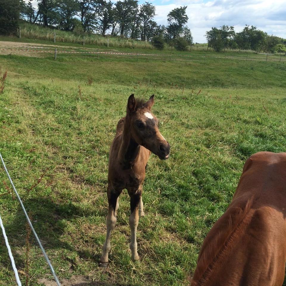 Welsh Partbred (Sec F) Midnight's Manilla billede 8