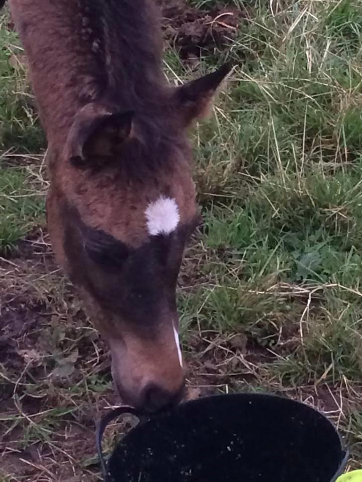 Welsh Partbred (Sec F) Midnight's Manilla billede 2