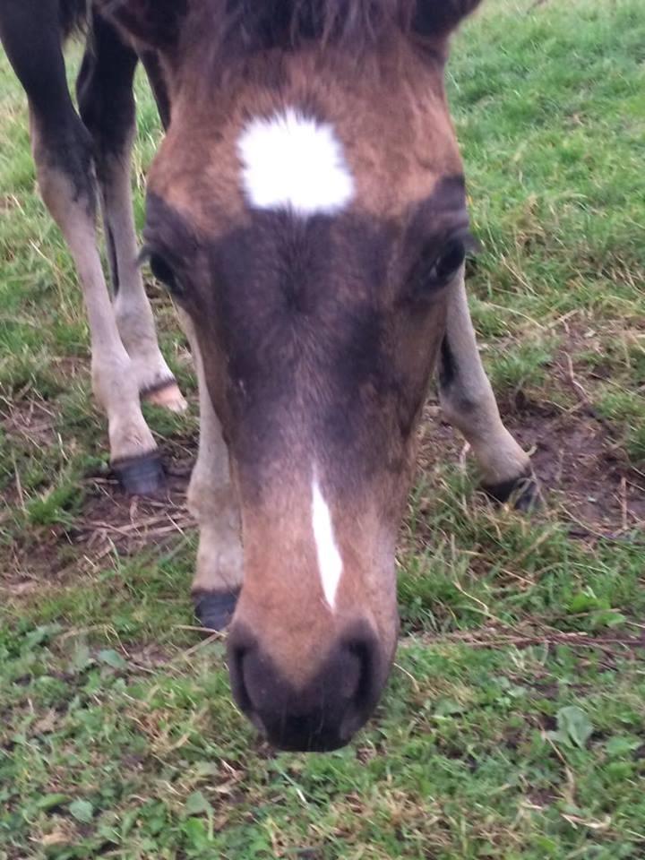 Welsh Partbred (Sec F) Midnight's Manilla billede 3