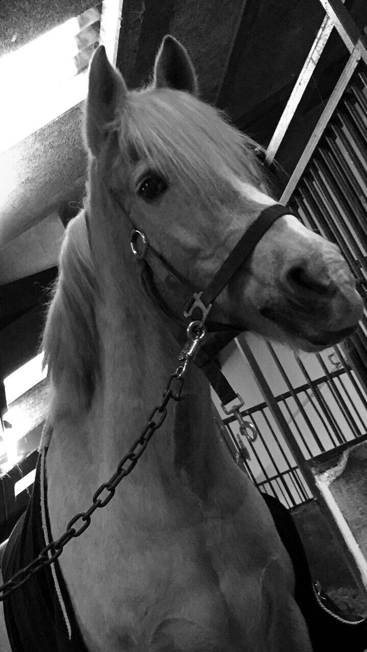 Anden særlig race Timon billede 2