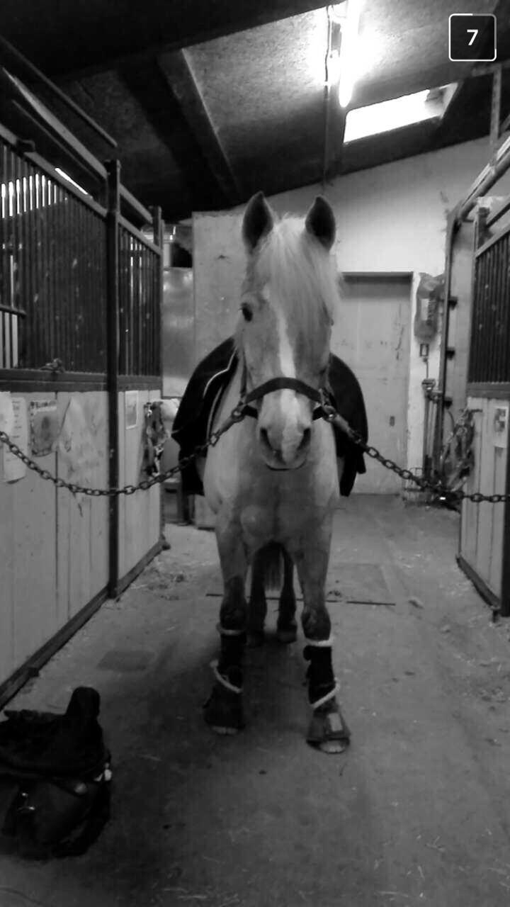 Anden særlig race Timon billede 15