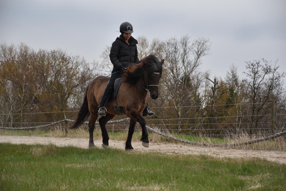 Islænder Katla fra Løvemosegård billede 4