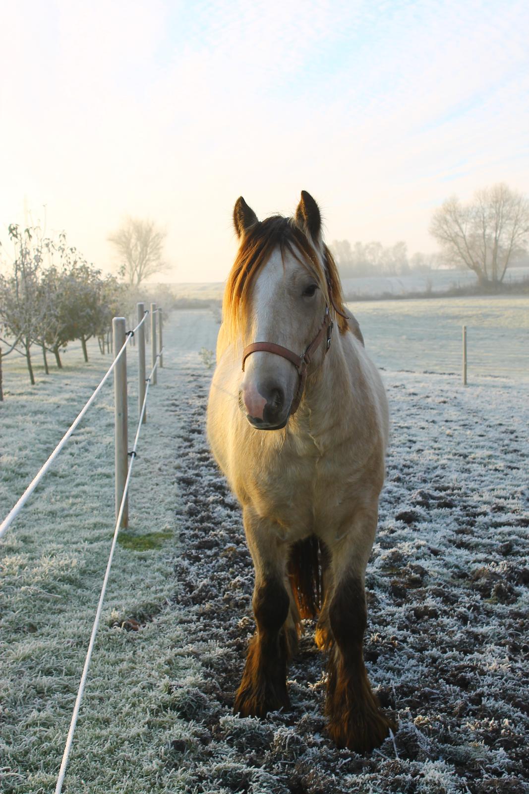Irish Cob Nydals Sir Winston - Velkommen til Winstons profil billede 1