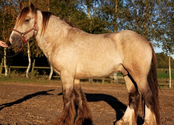 Irish Cob Nydals Sir Winston billede 2