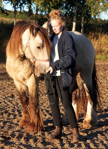 Irish Cob Nydals Sir Winston billede 3